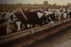 Engorde a Corral / Comederos<span>Comederos Feed-Lot, p/Vacunos y Cerdos</span>